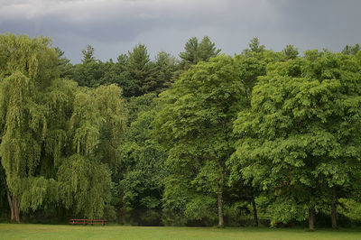 Trees on landscape against cloudy sky