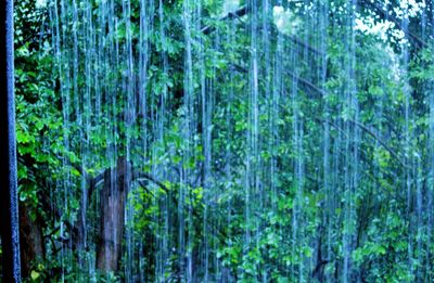 View of trees in forest