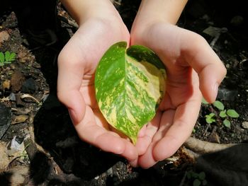 Woman hand holding yellow and green leaves with sunlight in daytime, save the world concept