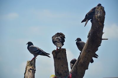 Low angle view of birds perching on wood