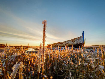 Plants growing on field against sky