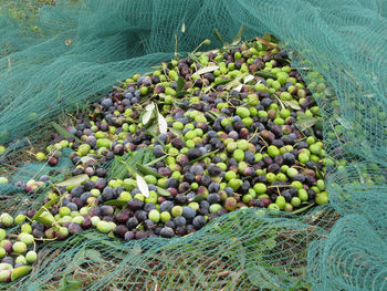 High angle view of olives on net