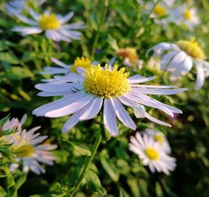 Close-up of white daisy flower