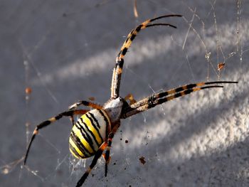 Close-up of spider on twig