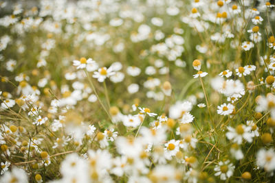 Close-up of white daisy flowers on field