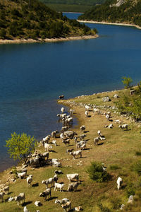 Cattle refreshing on the lake peruca, croatia