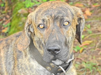 Close-up portrait of a dog