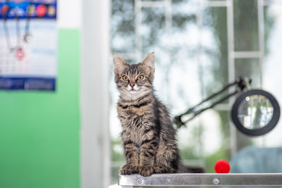 Close-up of a cat