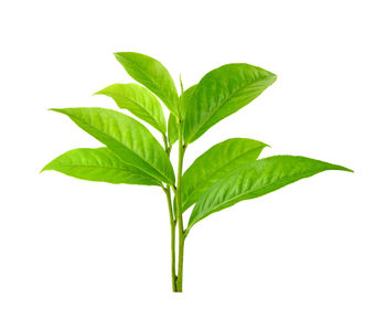 Close-up of leaves against white background