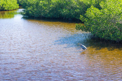 View of bird flying over lake