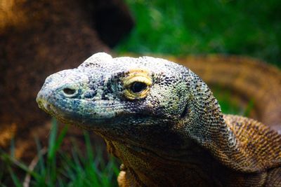 Close-up of lizard on rock