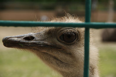 Close-up of a bird looking away