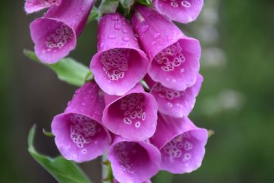 Close-up of foxglove flowers with water drops