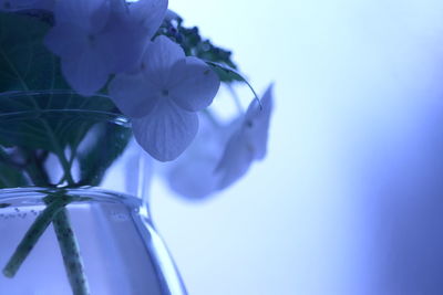 Close-up of flowers against blue sky