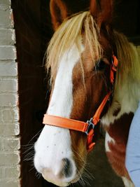 Close-up of horse