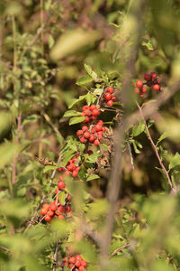 Close-up of red berries growing on tree