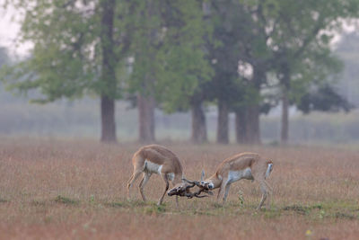 View of deer on field