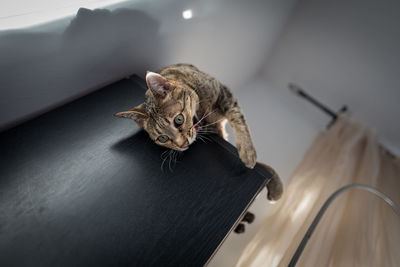 Close-up of cat climbing on table at home