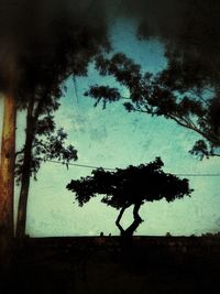 Trees against sky