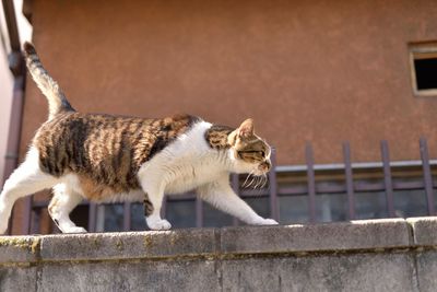 Side view of cat walking on wall