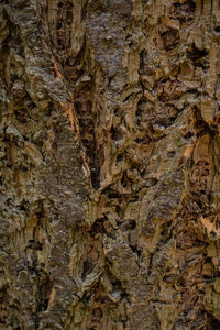 Full frame shot of tree trunk