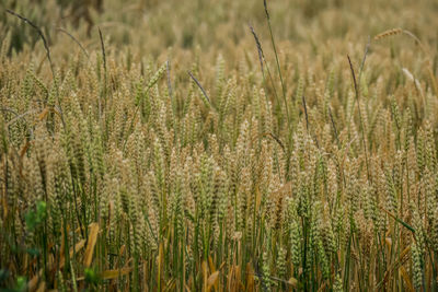 Close-up of wheat growing on field