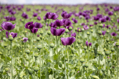 Close-up of purple flowering plants on field