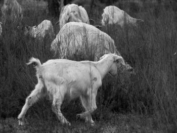 Goats standing in a field