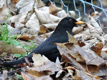 Close-up of birds