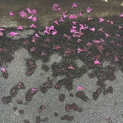 High angle view of pink flowering falling on field