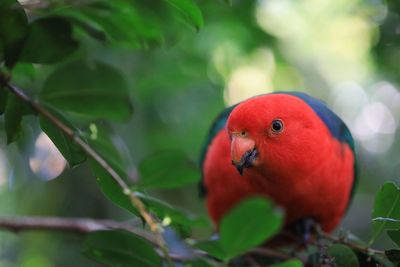Close-up of parrot perching on tree