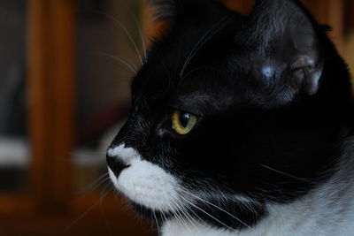 Close-up of black cat looking away