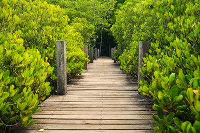 Boardwalk amidst plants and trees