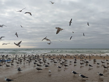 Flock of seagulls flying over beach