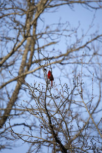 Low angle view of bird perching on tree