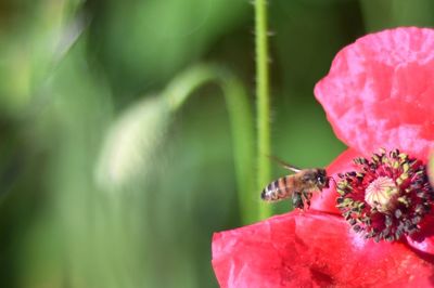 Close-up of insect on flower