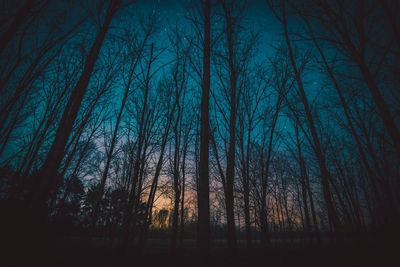 Low angle view of bare trees in forest