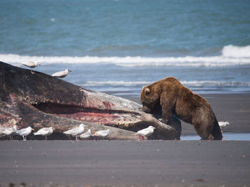 Grizzly with beached sperm whale