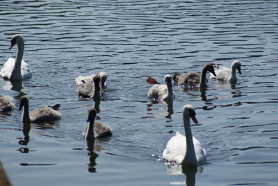 Swans swimming in lake