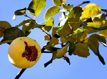 Low angle view of fruits on tree against clear sky