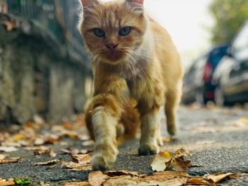 Close-up portrait of cat