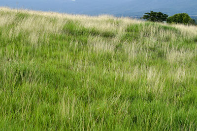 Scenic view of grassy field