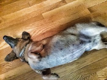 High angle view of dog sleeping on hardwood floor