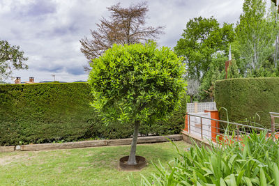 Trees growing on field against sky