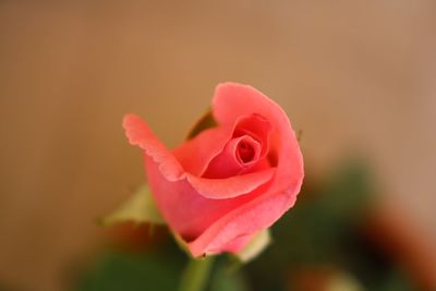 Close-up of pink rose