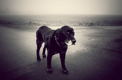 Dog on beach against sky