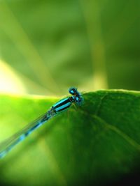 Close-up of insect on green leaf
