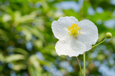 Close-up of white rose flower