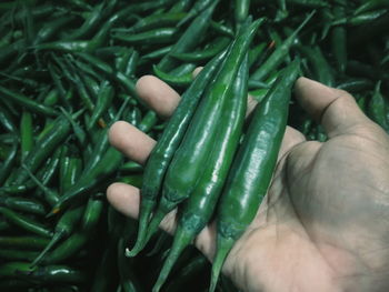 Close-up of hand holding vegetables