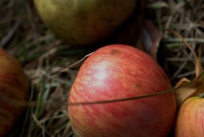 Close-up of apple